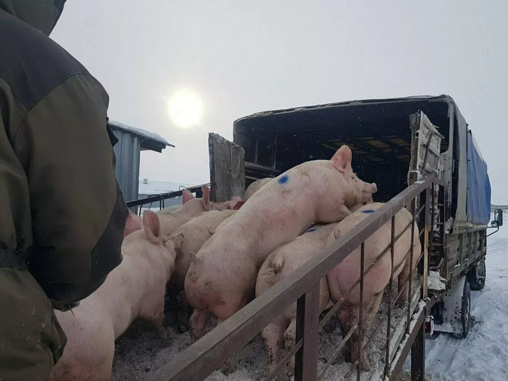 свиноматки, свиньи (оптом) в Кирове и Кировской области 10