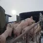 свиноматки, свиньи (оптом) в Кирове и Кировской области 10