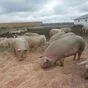 свиноматки, свиньи (оптом) в Кирове и Кировской области