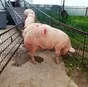 свиноматки, свиньи (оптом) в Кирове и Кировской области 3