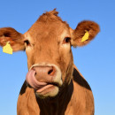 В Кировской области строят ферму на 1000 голов крупного рогатого скота
