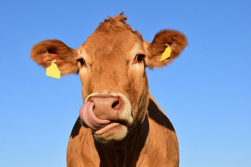 В Кировской области строят ферму на 1000 голов крупного рогатого скота  