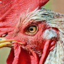 Из-за гриппа птиц на кировской птицефабрике уничтожат 400 тысяч птиц
