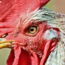 Из-за гриппа птиц на кировской птицефабрике уничтожат 400 тысяч птиц
