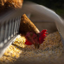 В Кировской области завершены работы по уничтожению кур в очаге гриппа птиц - власти