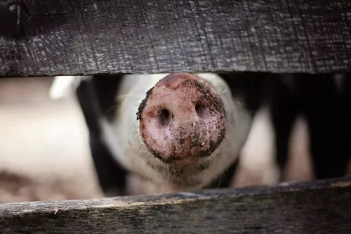 В Кировской области объявили карантин по африканской чуме свиней