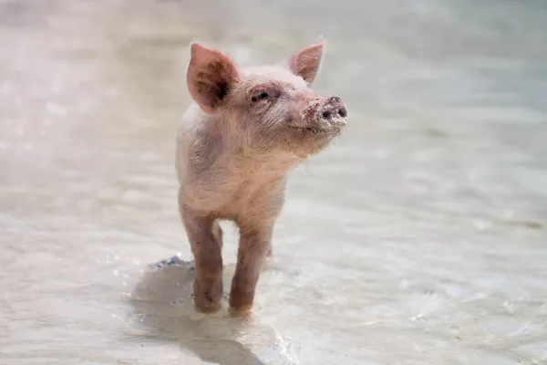 Карантин по африканской чуме свиней введен в двух районах Кировской области
