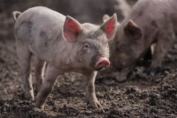 В 2-х районах Кировской области ввели карантин по африканской чуме свиней