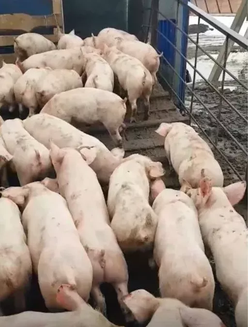 свиноматки, свиньи, поросята 5-280 кг в Кирове и Кировской области