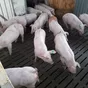 свиноматки, свиньи, поросята 5-280 кг в Кирове и Кировской области 3