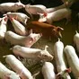 свиноматки, свиньи, поросята 5-280 кг в Кирове и Кировской области 2