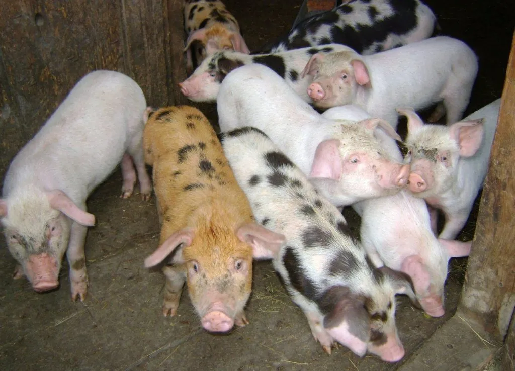 свиноматки жирные (оптом) в Чебоксарах и Чувашии 8