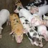 свиноматки жирные (оптом) в Чебоксарах и Чувашии 8
