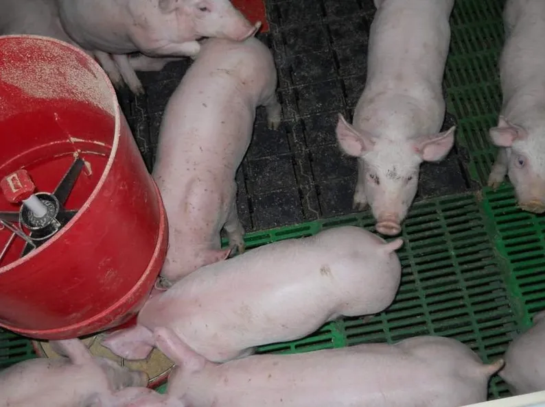 свиноматки жирные (оптом) в Чебоксарах и Чувашии 7