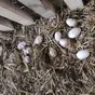 яйцо гусиное инкубационное в Ржеве