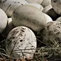 яйцо гусиное инкубационное в Ржеве 3