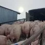 свиноматки, свиньи (оптом) в Кирове и Кировской области 8