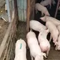 свиноматки, свиньи (оптом) в Кирове и Кировской области 5